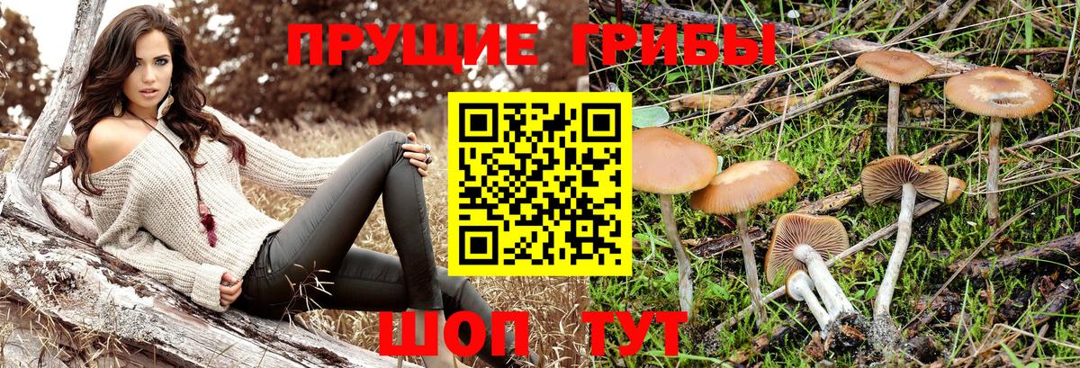 Волоколамск  Псилоцибиновые грибы GOLDEN TEACHER  Вход с VPN 
